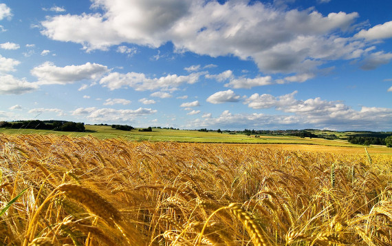 campo orzo